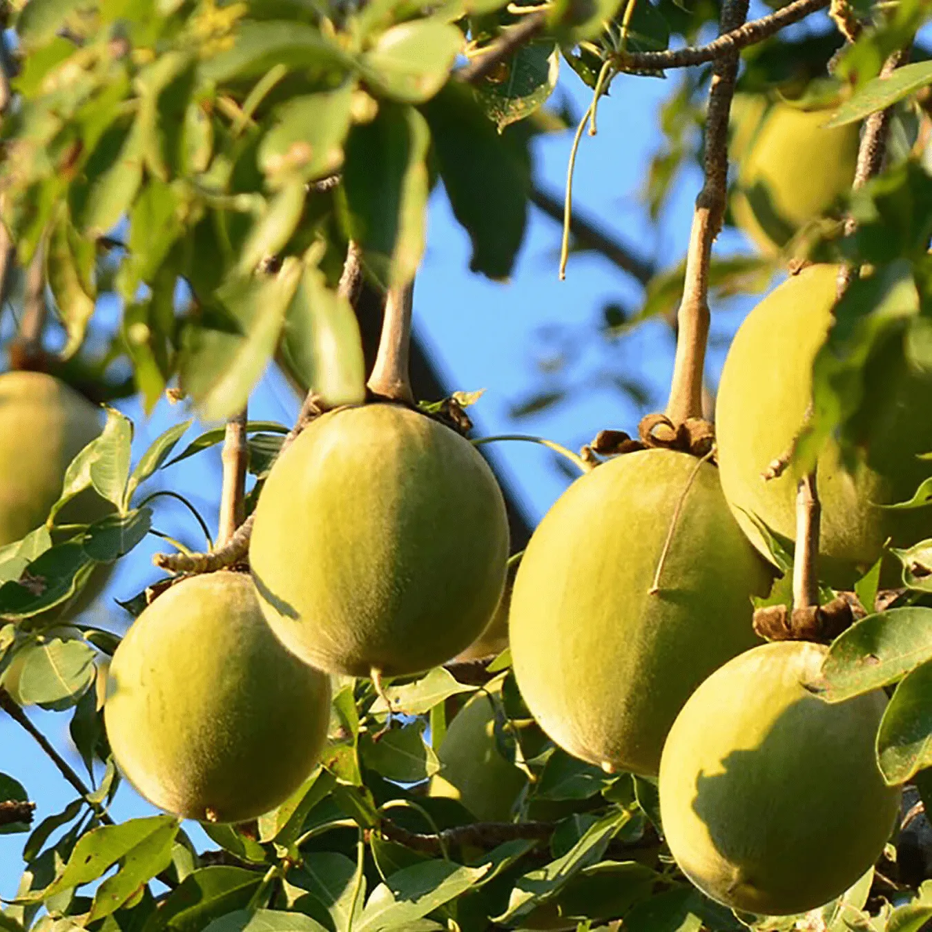 Baobab Seed Oil